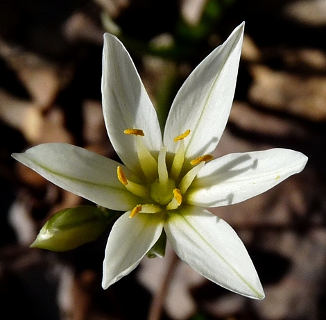 {Nothoscordum bivalve}